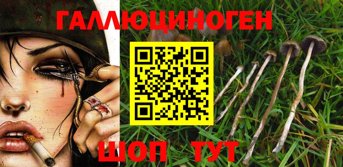 Псилоцибиновые грибы Psilocybine cubensis Краснотурьинск